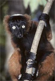 In The Wild: Lemurs – Documentary