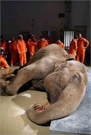 National Geographic – Animal Autopsy Elephant – Documentary