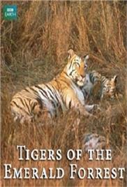 BBC Natural World – Tigers of the Emerald Forest (2003) – Documentary